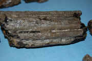 Фрагмент челюсти ихтиозавра