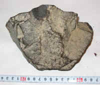 Предполагаемый метеорит