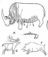 Носорог, олень, кабан