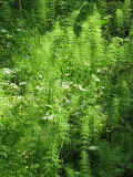 _exp0525_07.jpg (200442 bytes)