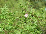 _exp0525_49.jpg (135757 bytes)
